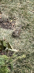 Passer domesticus