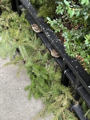 Passer domesticus