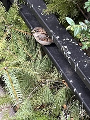 Passer domesticus