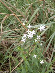 Conostomium natalense