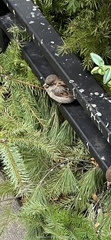 Passer domesticus