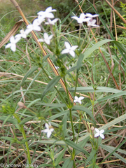 Conostomium natalense