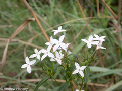 Conostomium natalense