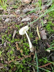 Leucocoprinus flavescens