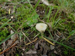 Leucocoprinus flavescens