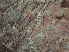 Ocimum burchellianum