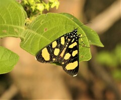Heraclia africana