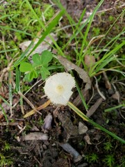Leucocoprinus flavescens