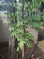 Spathodea campanulata