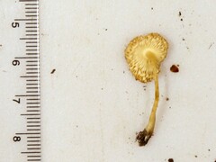 Leucocoprinus flavescens