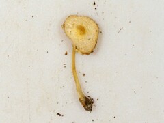 Leucocoprinus flavescens