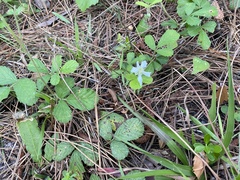 Rubus cuneifolius