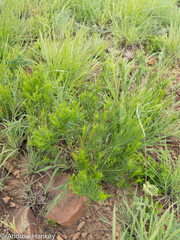 Acalypha depressinerva