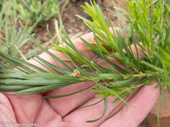 Acalypha depressinerva