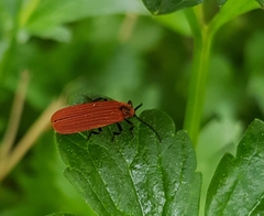 Dictyoptera aurora