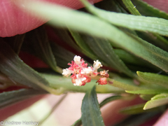 Acalypha depressinerva