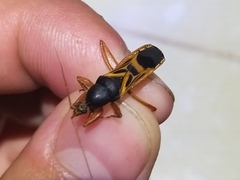 Ectomocoris
