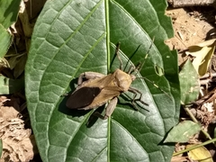 Pachylis laticornis