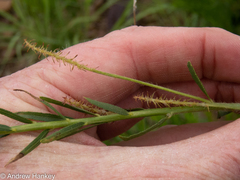 Acalypha depressinerva