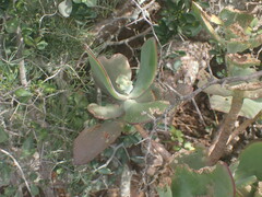 Cotyledon velutina