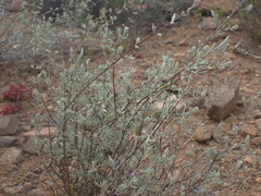 Ocimum burchellianum