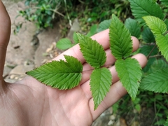 Rubus pinnatus