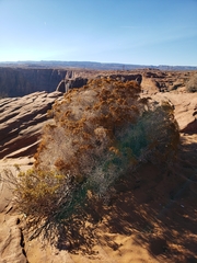 Cercocarpus intricatus