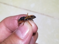 Ectomocoris