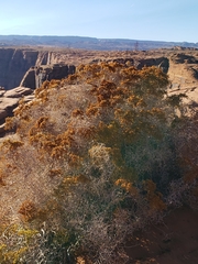 Cercocarpus intricatus