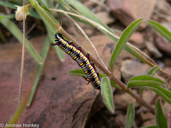 Danaus chrysippus orientis