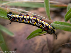 Danaus chrysippus orientis