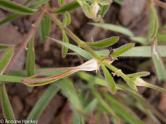 Brachystelma circinatum