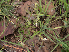 Brachystelma circinatum