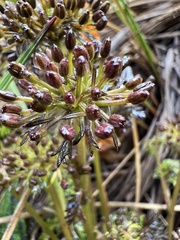 Niphogeton