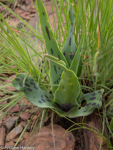 Ledebouria asperifolia