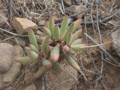 Crassula