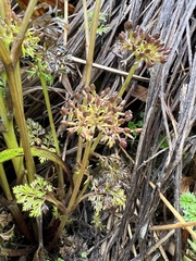 Niphogeton