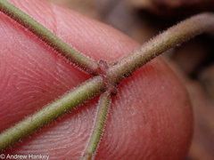 Brachystelma circinatum