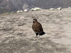 Daptrius megalopterus