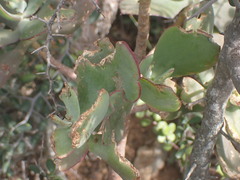 Cotyledon velutina