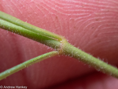 Brachystelma circinatum