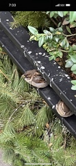 Passer domesticus