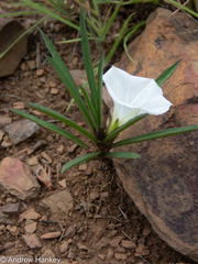 Ipomoea simplex