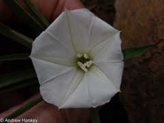 Ipomoea simplex