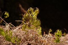 Hymenophyllaceae