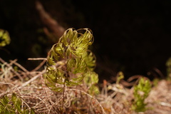 Hymenophyllaceae
