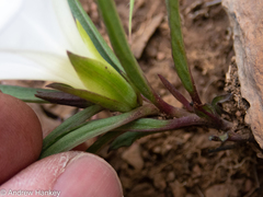 Ipomoea simplex