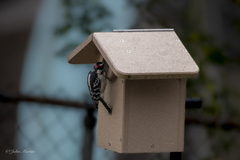 Dryobates pubescens pubescens