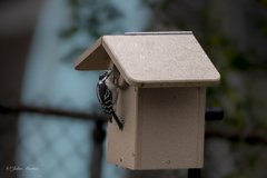 Dryobates pubescens pubescens