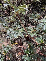 Polylepis